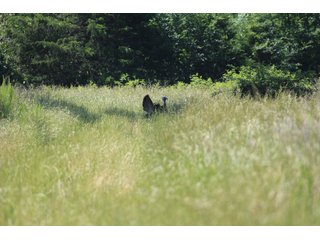 Property photo 48 - LAND AUCTION - 354+/- ACRES OFFERED IN 8 TRACTS IN CHEROKEE CO., OK